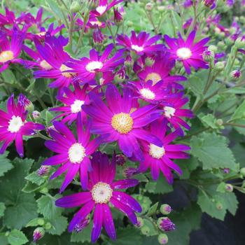 Pericallis 'Rose Glow' 