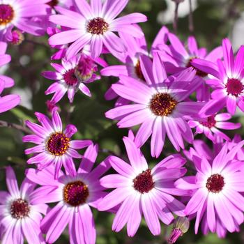 Pericallis 'Pink Bicolor' 