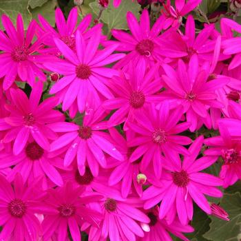 Pericallis Senetti® 'Magenta'