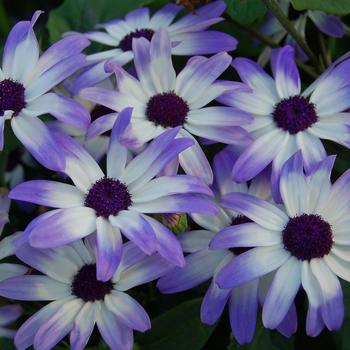 Pericallis 'Light Blue Bicolor' 