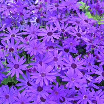 Pericallis 'Deep Blue' 