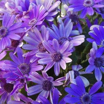 Pericallis 'True Blue' 