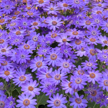 Pericallis 'Blue' 