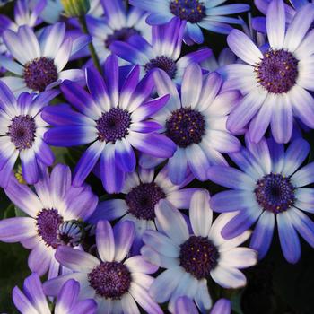 Pericallis 'Blue Bicolor' 