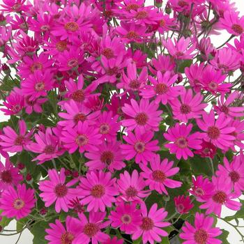 Pericallis Baby Senetti® 'Magenta'