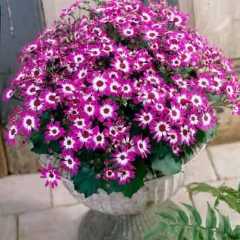 Pericallis Baby Senetti® 'Magenta Bicolor'