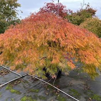 Acer palmatum 'Spring Delight' 