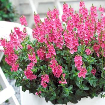 Diascia 'Upright Bright Pink' 