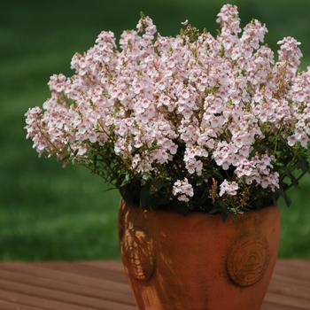 Diascia Sundiascia® 'Upright Blush White'