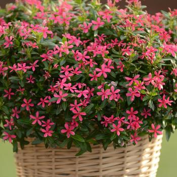 Catharanthus Soiree kawaii® 'Pink'