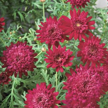 Argyranthemum frutescens Madeira™ 'Crested Merlot'