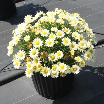 Argyranthemum frutescens Madiera™ '' (185640)