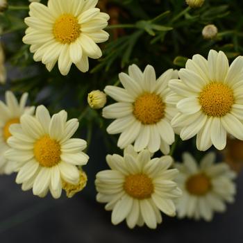 Argyranthemum frutescens Madiera™ 'Primrose'