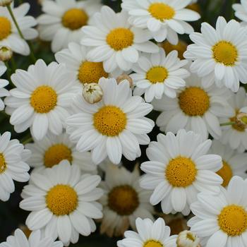 Argyranthemum frutescens 'White' 