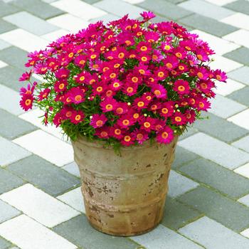 Argyranthemum frutescens Madeira™ 'Red'