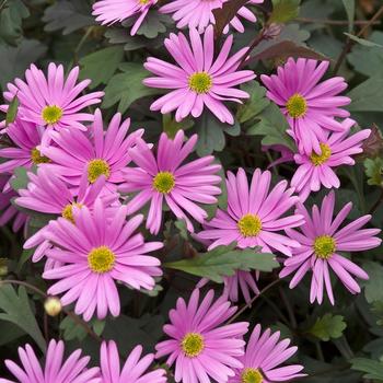 Brachyscome Surdaisy® 'Pink'