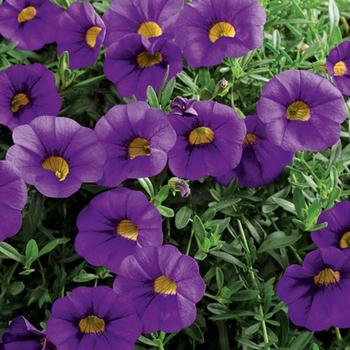 Calibrachoa Million Bells® Trailing Blue