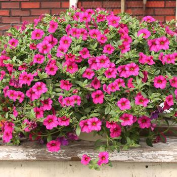 Calibrachoa Million Bells® 'Trailing Magenta'