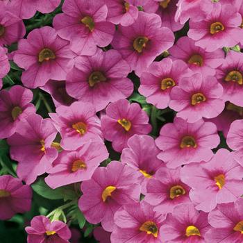 Calibrachoa 'Trailing Pink' 