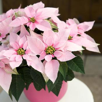 Euphorbia pulcherrima Princettia® 'Pink'