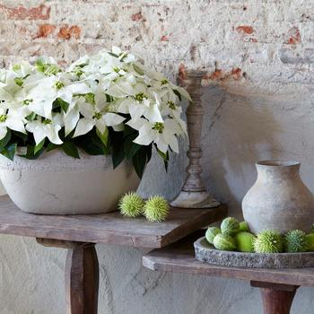 Euphorbia pulcherrima Princettia® 'Pure White'