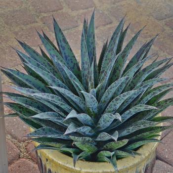 Mangave 'Pineapple Express' PP28613