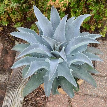 Mangave Mad about Mangave® 'Silver Fox'