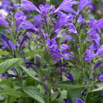 Nepeta 'Balprelurp' PPAF