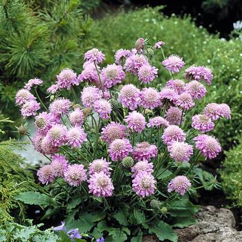 Scabiosa japonica 'Pink Diamonds' 