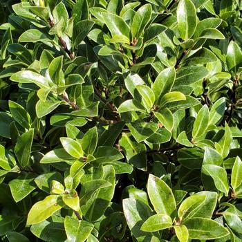 Pittosporum tenuifolium 'Seaside' 