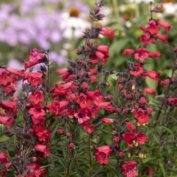 Penstemon 'TNPENHPU' 