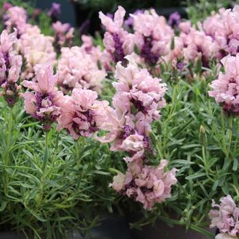 Lavandula stoechas 'Rose' PP27519