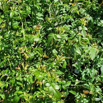 Jasminum grandiflorum