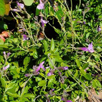 Salvia microphylla 'Yachats' PPAF