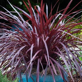 Cordyline 'ROMA06' PP24764