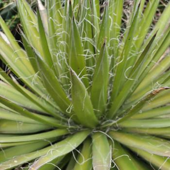 Agave filifera