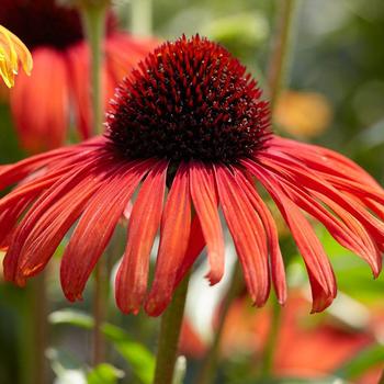 Echinacea 'Postman™' PP28524