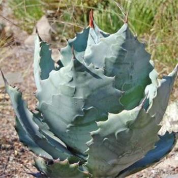 Agave colorata