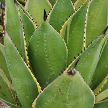 Agave celsii 'Multicolor' 