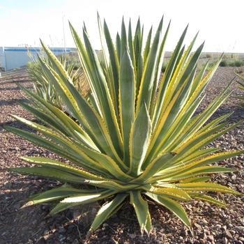 Agave murpheyi 'Rodney' 