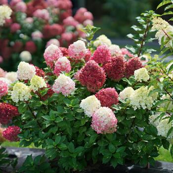 Hydrangea paniculata 'Little Lime Punch™'