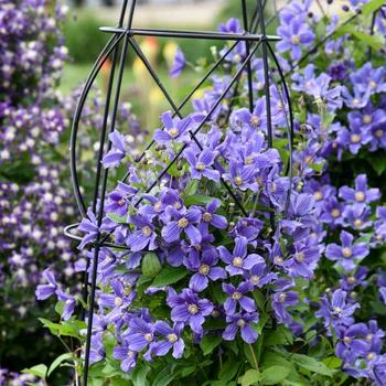 Clematis 'Rain Dance' 