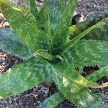 Aloe greenii