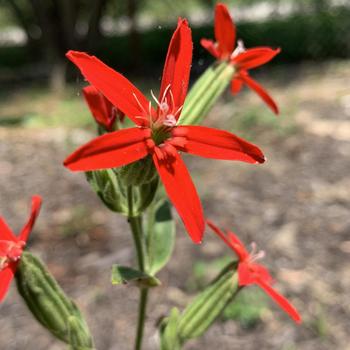 Silene regia