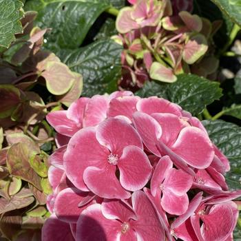 Hydrangea macrophylla 'Monrey' 