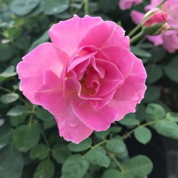 Rosa Brindabella Roses™ 'First Lady'
