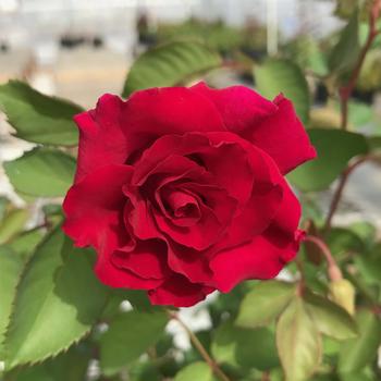 Rosa Brindabella Roses™ 'Empress'
