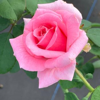 Rosa 'Pink Princess' PPAF