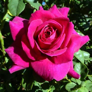 Rosa Brindabella Roses™ 'Purple Prince'