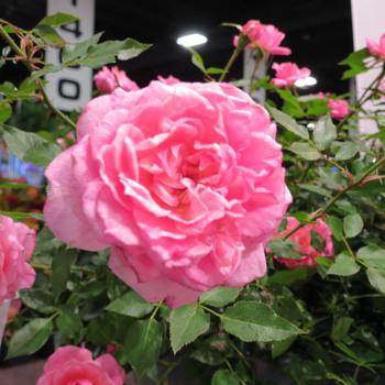 Rosa Sunrosa® 'Fragrant Pink'